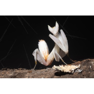 Mantis orquidea - hymenopus coronatus